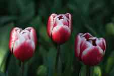 Helena Valley Northwest: flowers, red, Tulips