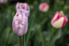 Helena Valley Southeast: Spring, flowers, Tulips