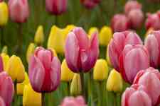 Helena: Spring, flowers, Tulips