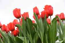 Helena Valley Northwest: flowers, red, Tulips
