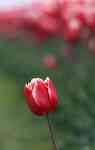 Helena Valley Northeast: flower, red, Tulip