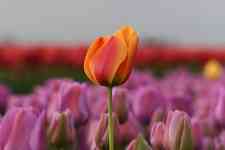 Helena Valley Northwest: flowers, Tulips, skagit valley tulip festival