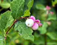 Helena: ghostberry, snowberry, waxberry