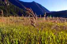 Helena: Grass, seed, grasses in madison canyon
