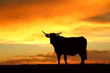 Helena West Side: Sunset, field, cow